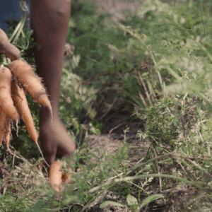 Développer une ferme qui nourrit, forme et redonne confiance